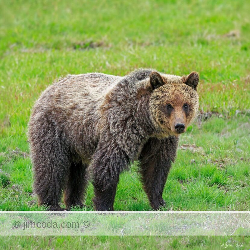 A grizzly bear stops in a meadow on the west side of Yellowstone National Park.