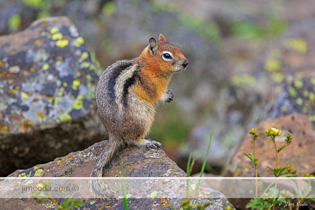 Golden-Mantled Ground Squirrel in Yellowstone National Park.