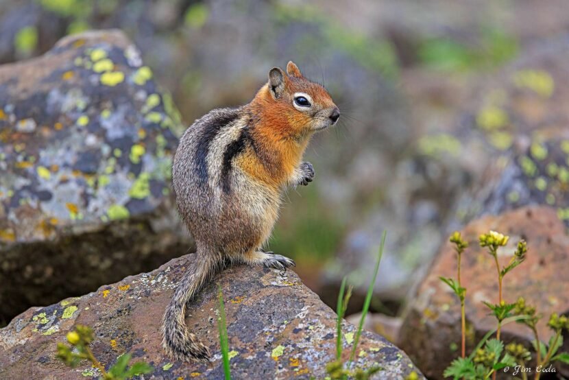 Golden-Mantled Ground Squirrel in Yellowstone National Park.