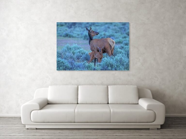An elk cow and her calf stand in sagebrush in Yellowstone National Park.