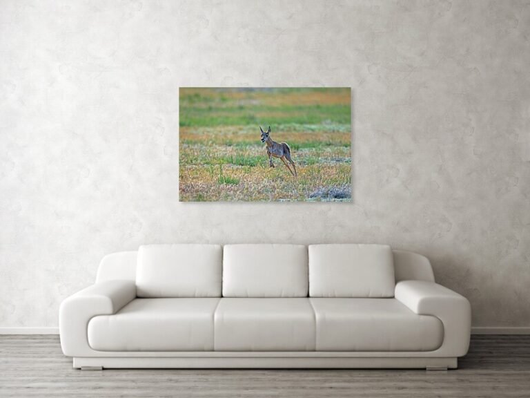 A pronghorn fawn runs for the sheer joy of it in Yellowstone National Park.