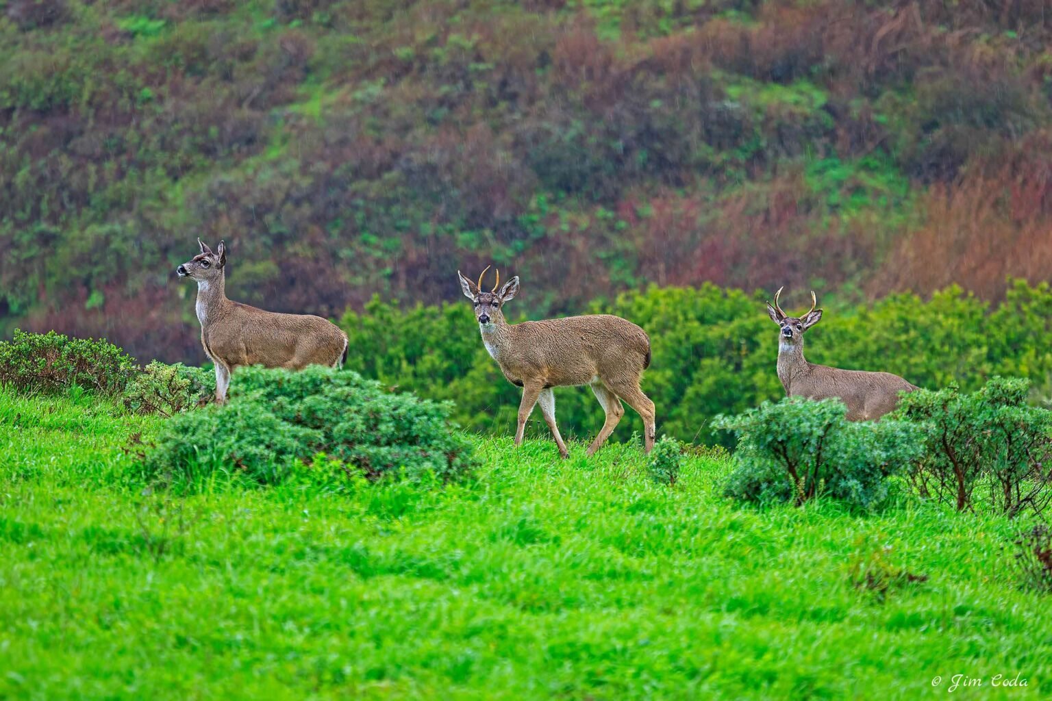 Three blacktail deer move through Point Reyes National Seashore.