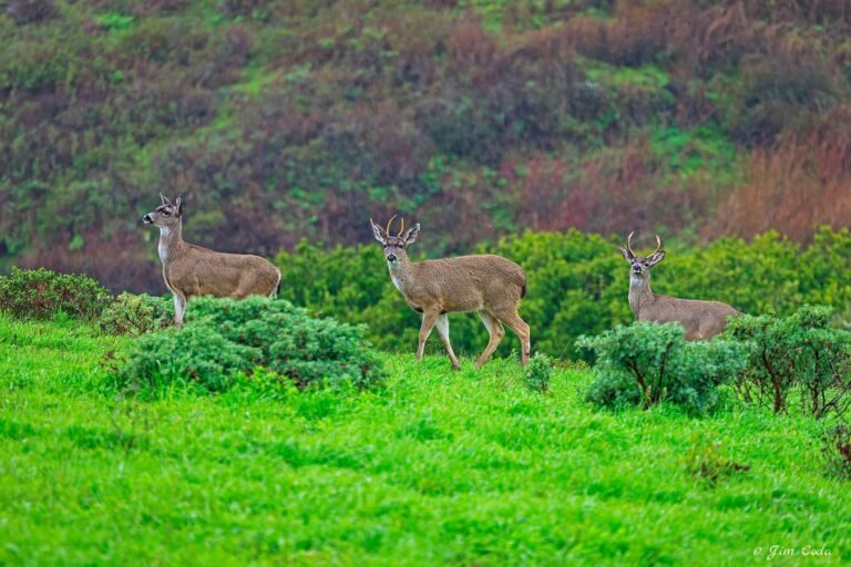 Three blacktail deer move through Point Reyes National Seashore.