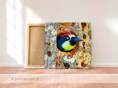 Bird - canvas print