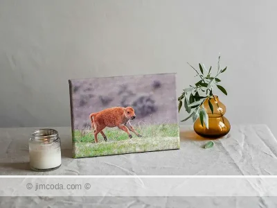 Canvas print example of a bison calf running for the joy of it in Yellowstone National Park.