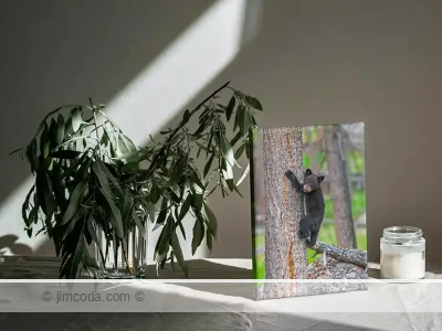 Canvas print example of a black bear cub climbing a tree in Yellowstone.