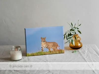 Canvas print example of a bobcat hunting for its next meal in Point Reyes National Seashore.
