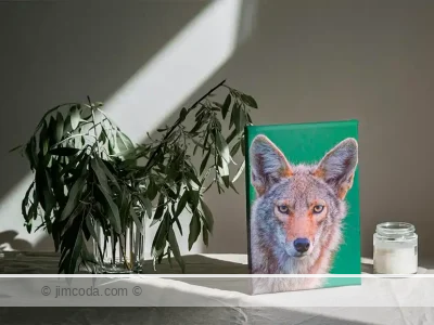 Canvas print example of coyote posing for a portrait in Point Reyes National Seashore.