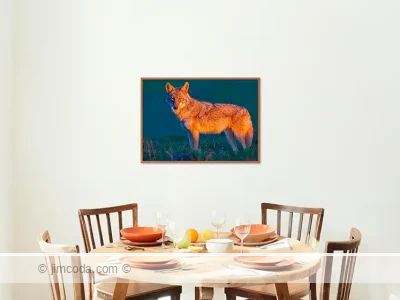 Framed print example of a coyote stopping for a second while hunting at sunset in Point Reyes National Seashore.