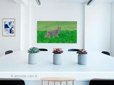 Metal print example of a coyote crossing a silage field in Point Reyes National Seashore.