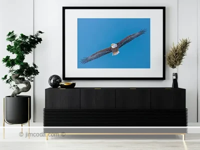 Framed print example of a bald eagle soaring over Kachemak Bay, Alaska.