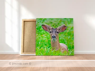 Canvas print example of a blacktail deer staring at the camera in Point Reyes National Seashore.