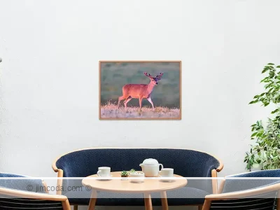 Framed print example of a blacktail buck showing himself in a ranch pasture at sundown.