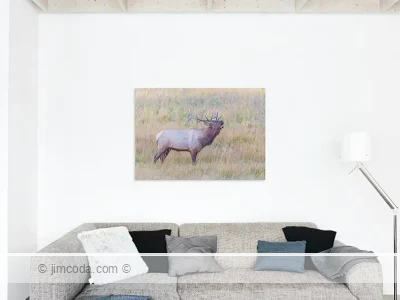 Elk - acrylic print