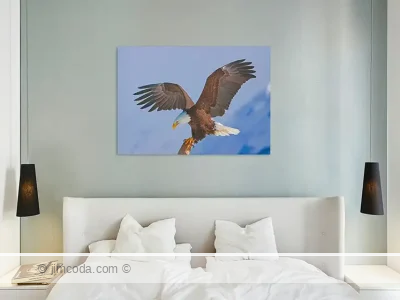 Acrylic print example of a bald eagle landing on a snag at Homer, Alaska.