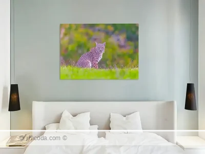 Metal print example of a bobcat sitting in a meadow in the ranching area of Point Reyes National Seashore.