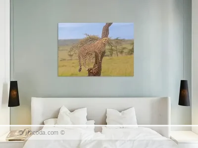 Acrylic print example of Mother Cheetah, Kenya