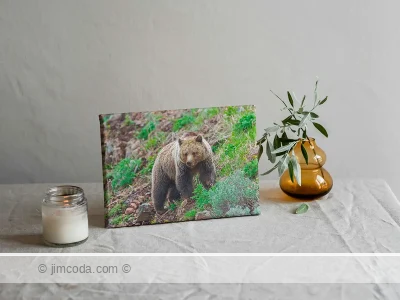 Grizzly Bear Canvas