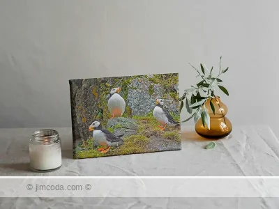 Horned Puffin Canvas Print