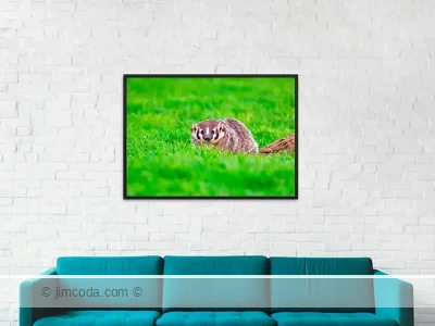 Framed print example of a badger hunting for gophers in Point Reyes National Seashore.