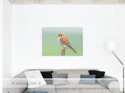 Kestrel metal print