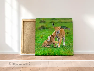 Lion Canvas Print