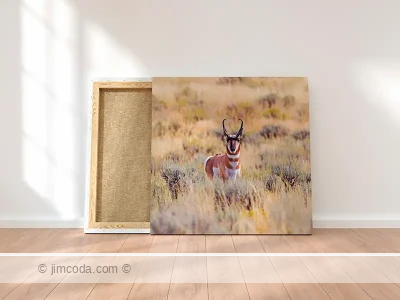 Pronghorn - metal print