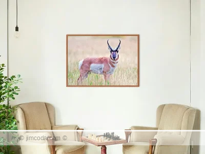 Pronghorn - metal print