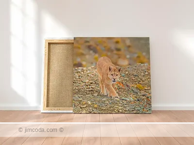 Puma canvas print
