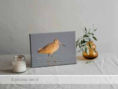 Shorebird - canvas print