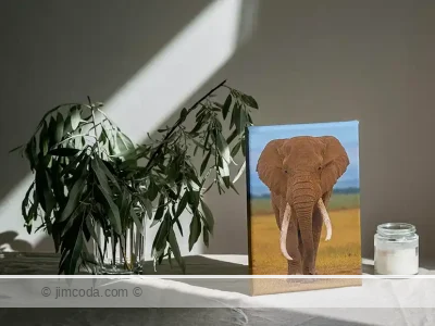 Canvas print example of a bull elephant walking toward the camera in Amboseli National Park, Kenya.