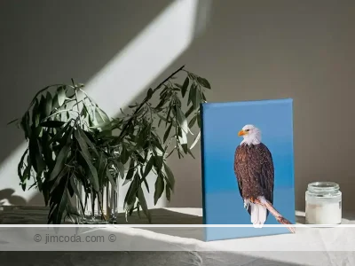 Canvas print example of a bald eagle perched on a snag along Kachemak Bay, Homer, Alaska.