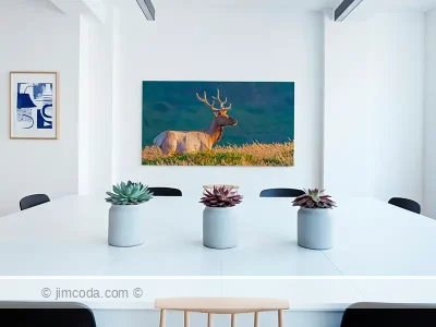 Tule Elk - acrylic print