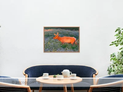 Tule elk - framed print