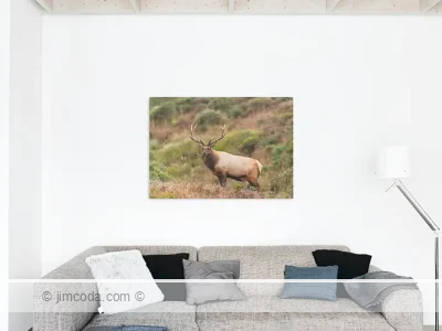Tule elk - metal print
