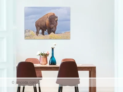Bull bison stands on trail. "Sure, I'll move, when you get here." Fine art photo print example in living room.
