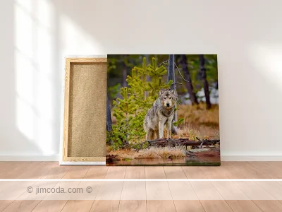 Wolf - canvas print