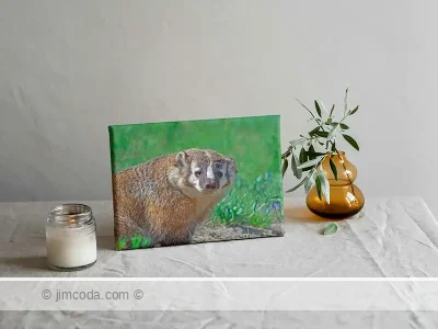 Canvas print example of a badger stops hunting to pose for its portrait.