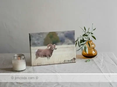 Canvas print example of a bighorn ram posing on the McMinn Bench below Mount Everts.