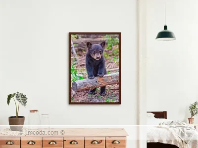 Framed print example of a football-size spring cub stands for a better view in Yellowstone National Park.