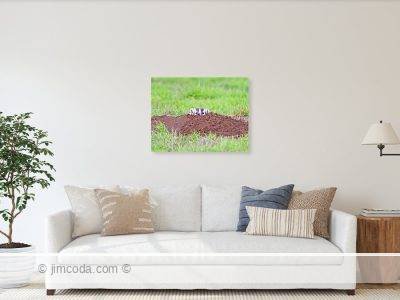 Metal print example of a badger peeks from its burrow in Point Reyes National Seashore.