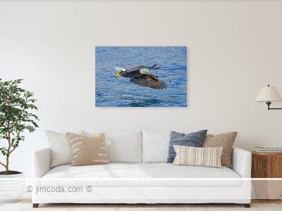 Metal print example of a bald eagle grabbing a fish in Kachemak Bay, Alaska.