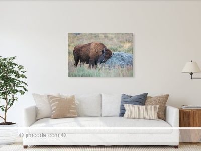 Acrylic print example of a bison scratching its head against a boulder in Yellowstone National Park.