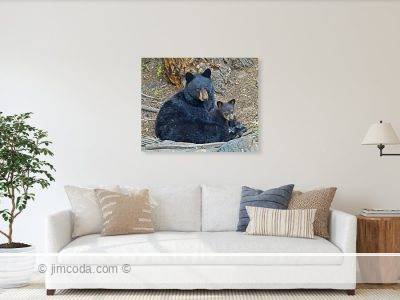 Acrylic print example of a black bear sow and her cub of the year ("coy") taking a nap near Calcite Springs.