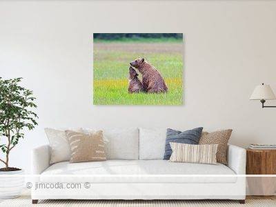 Brown Bear Acrylic Print
