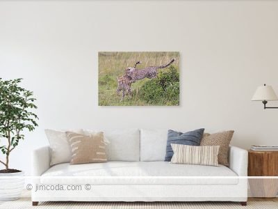 Metal print example of Cheetah Cubs at Play, Olare Motorogi Conservancy, Kenya